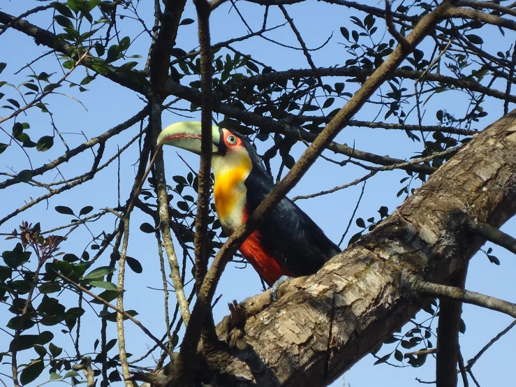 a colorful bird is perched on top of a tree