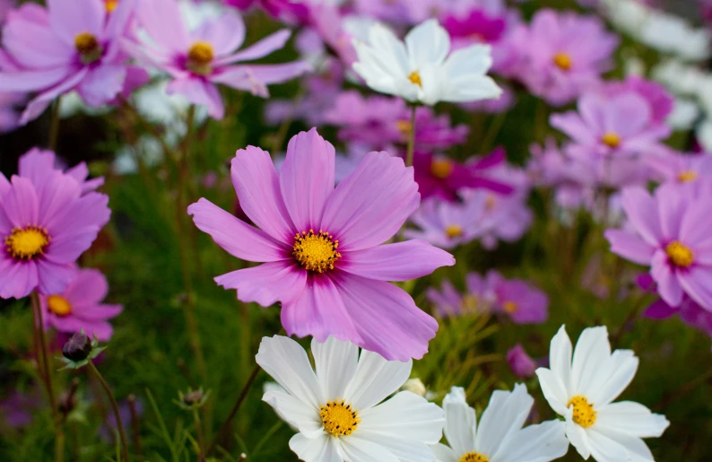 many daisies are in the grass and purple