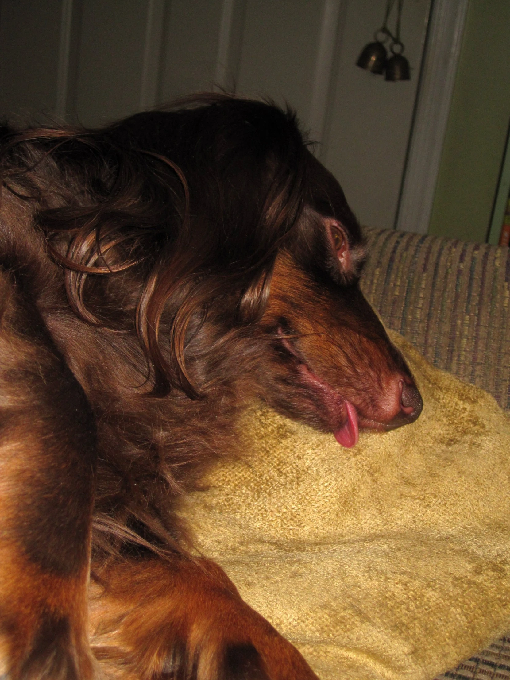 an image of a large dog resting on a pillow