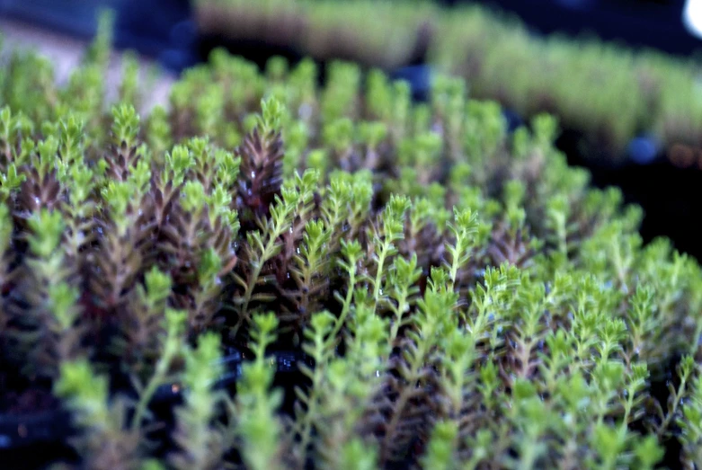 an area with different colored plants in it