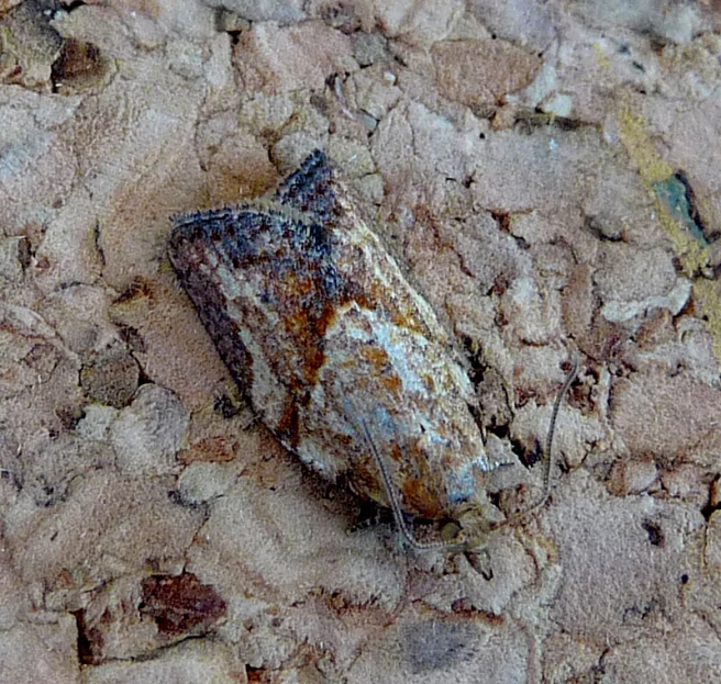 a small insect sitting on the ground