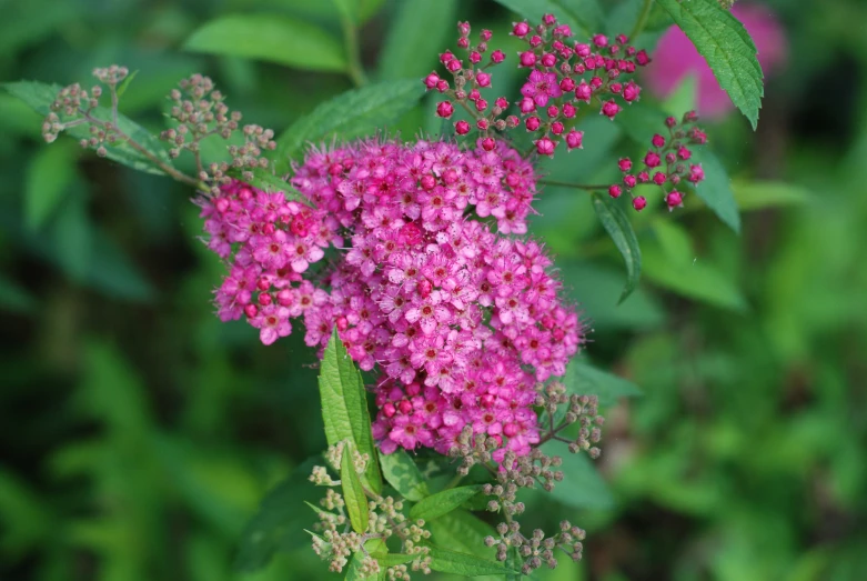 pink flowers that are growing out of a plant