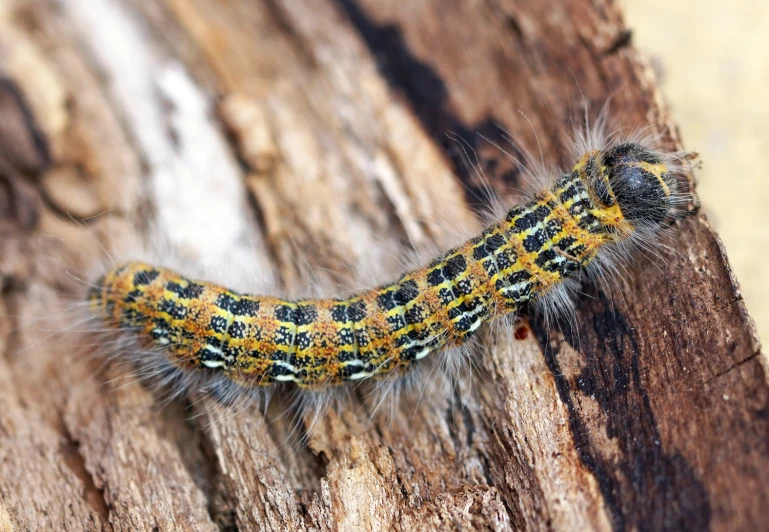 an orange and black caterhib sitting on a wood trunk