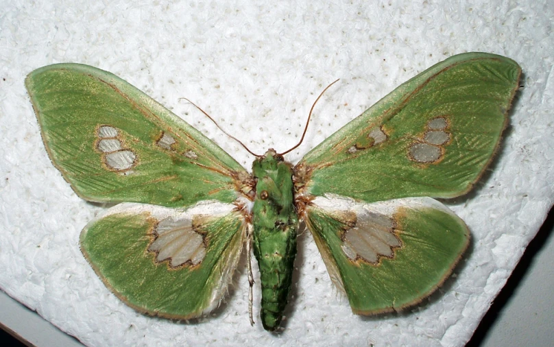 a very pretty green erfly on a white surface