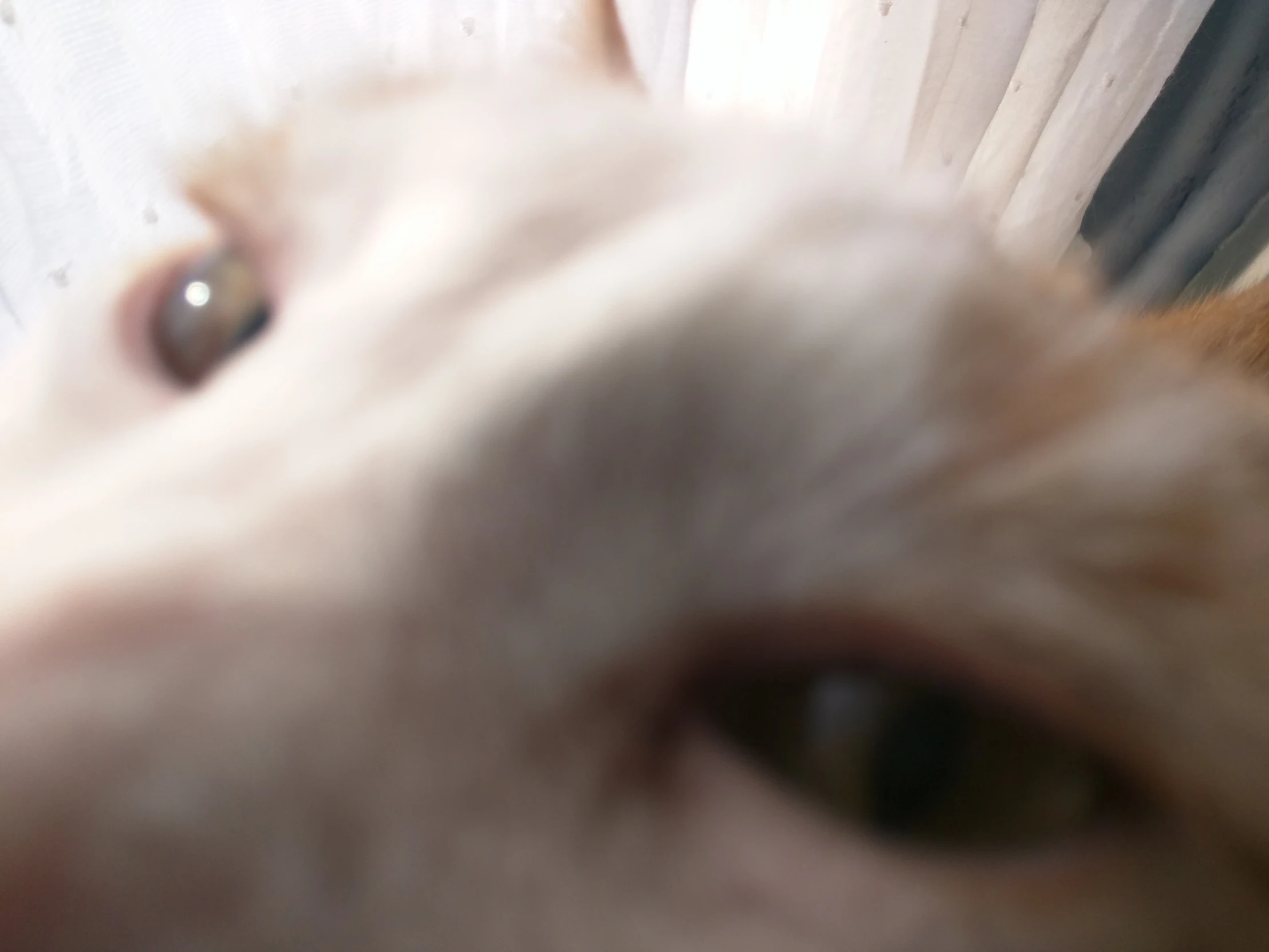 an orange and white cat looks up at the camera