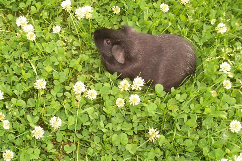 small animal that is laying in the grass