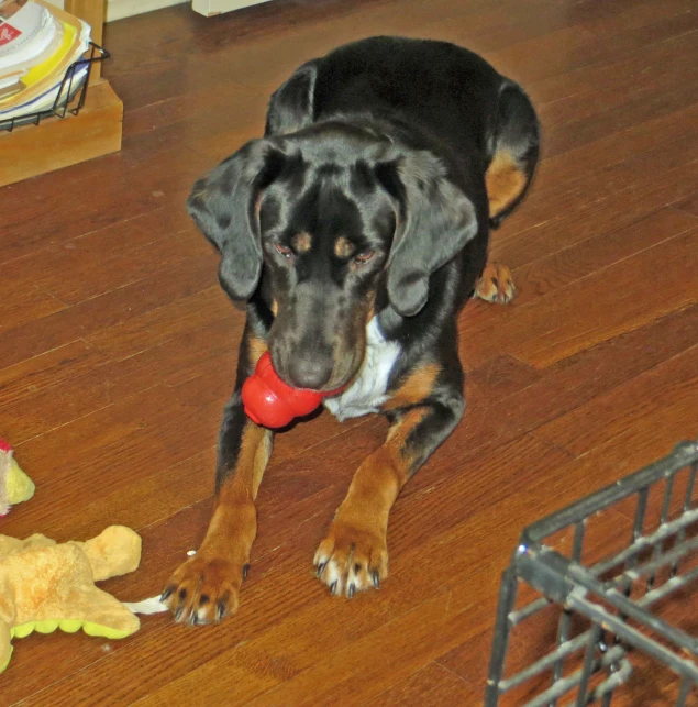 a black and tan dog playing with a toy