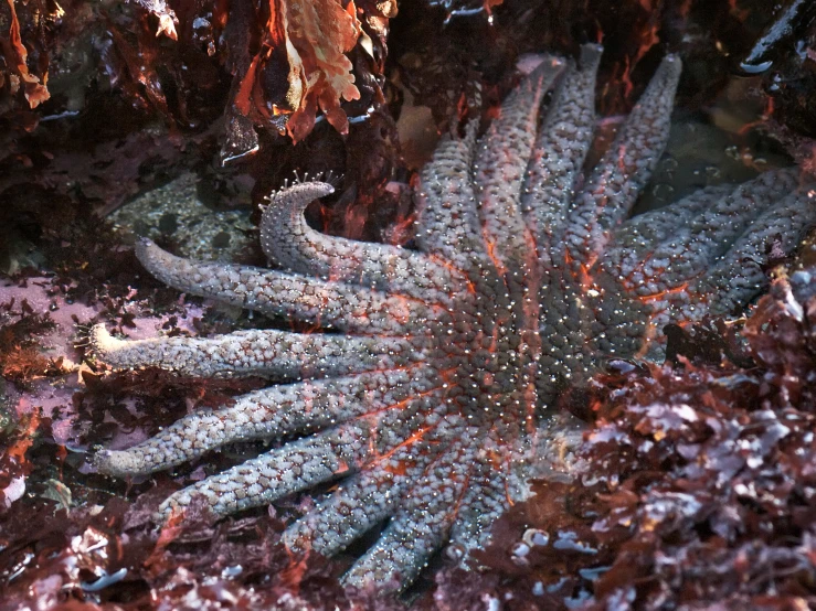 a closeup view of a starfish on the seaweed
