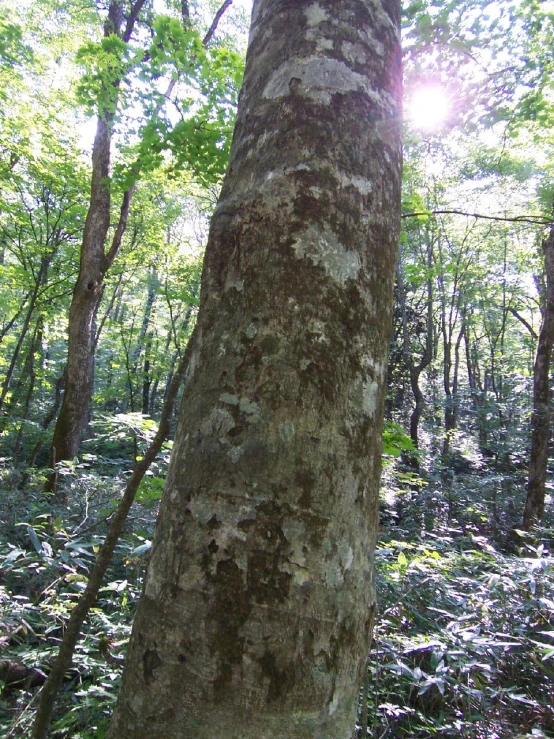 a tree trunk in the middle of a wooded area