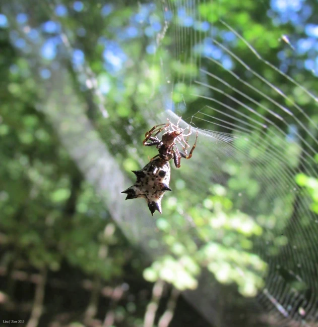 a spider on its web looking like it is on another spider