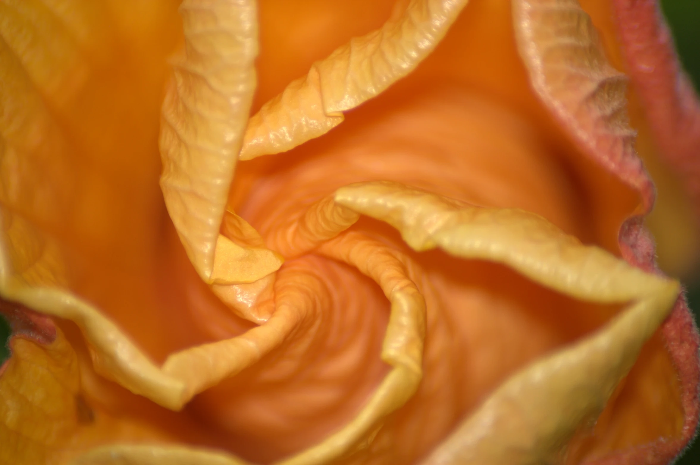 a close up po of the inside of an orange flower