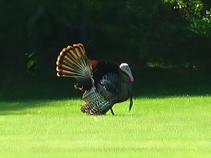 a bird with a very large, colorful head and feathers in grass