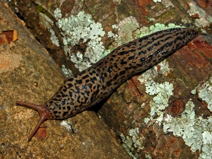 a slug crawling on a tree nch in the woods