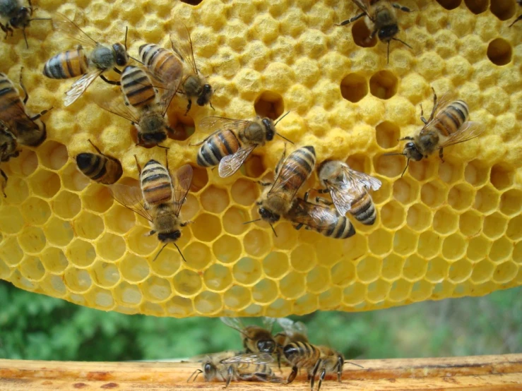 there are many bees on the inside of a hive