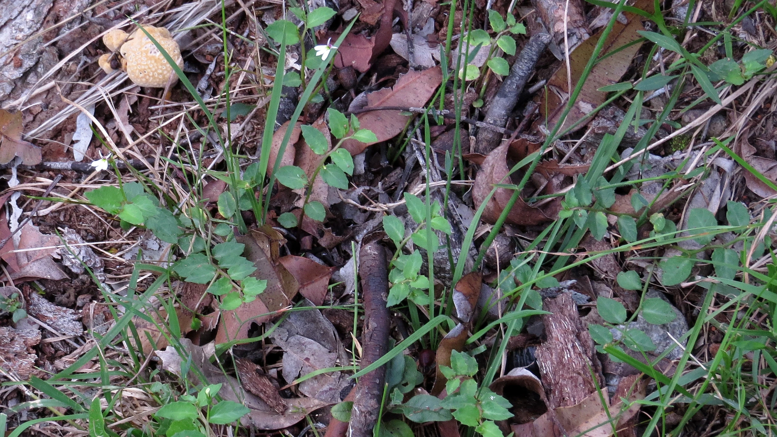 a leafy plant sitting among dry ground and grass