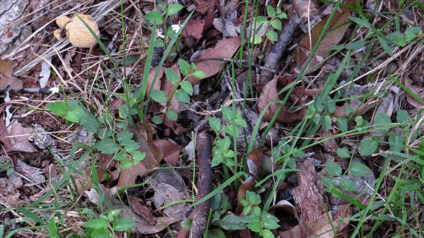 a leafy plant sitting among dry ground and grass