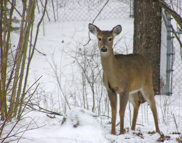 a deer stands in the snow near a fence