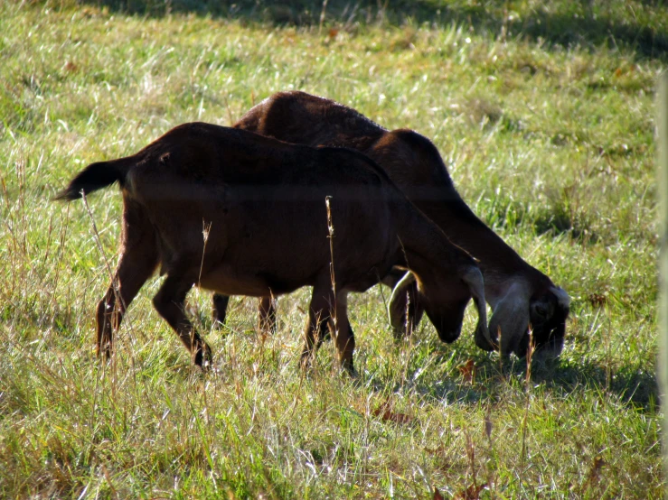 two brown animals grazing on the grass in the field