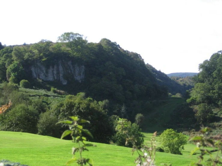 a view from an outside looking field of grass that has a steep, forested hillside