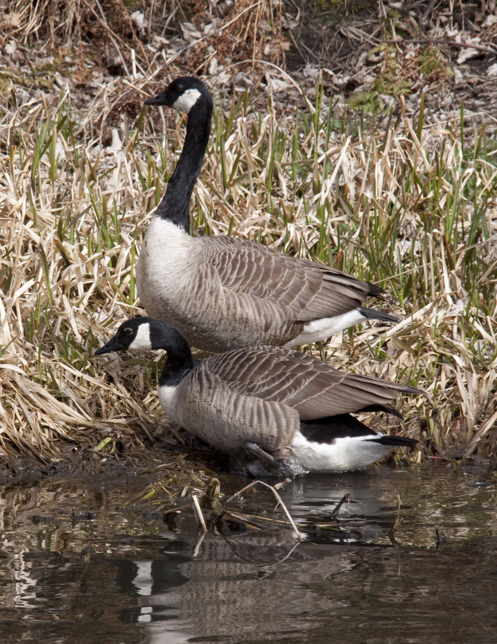 two ducks sitting together in the water