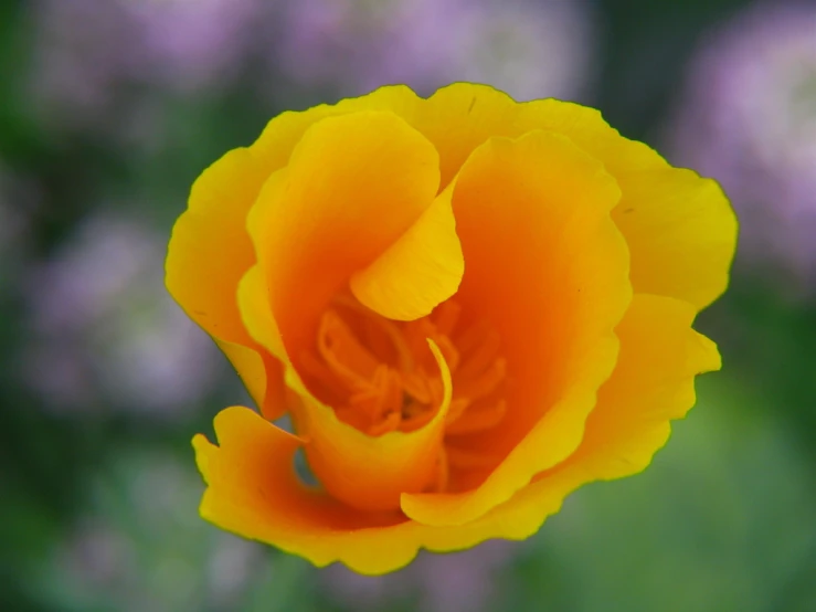 an orange rose with some purple and green blurry background