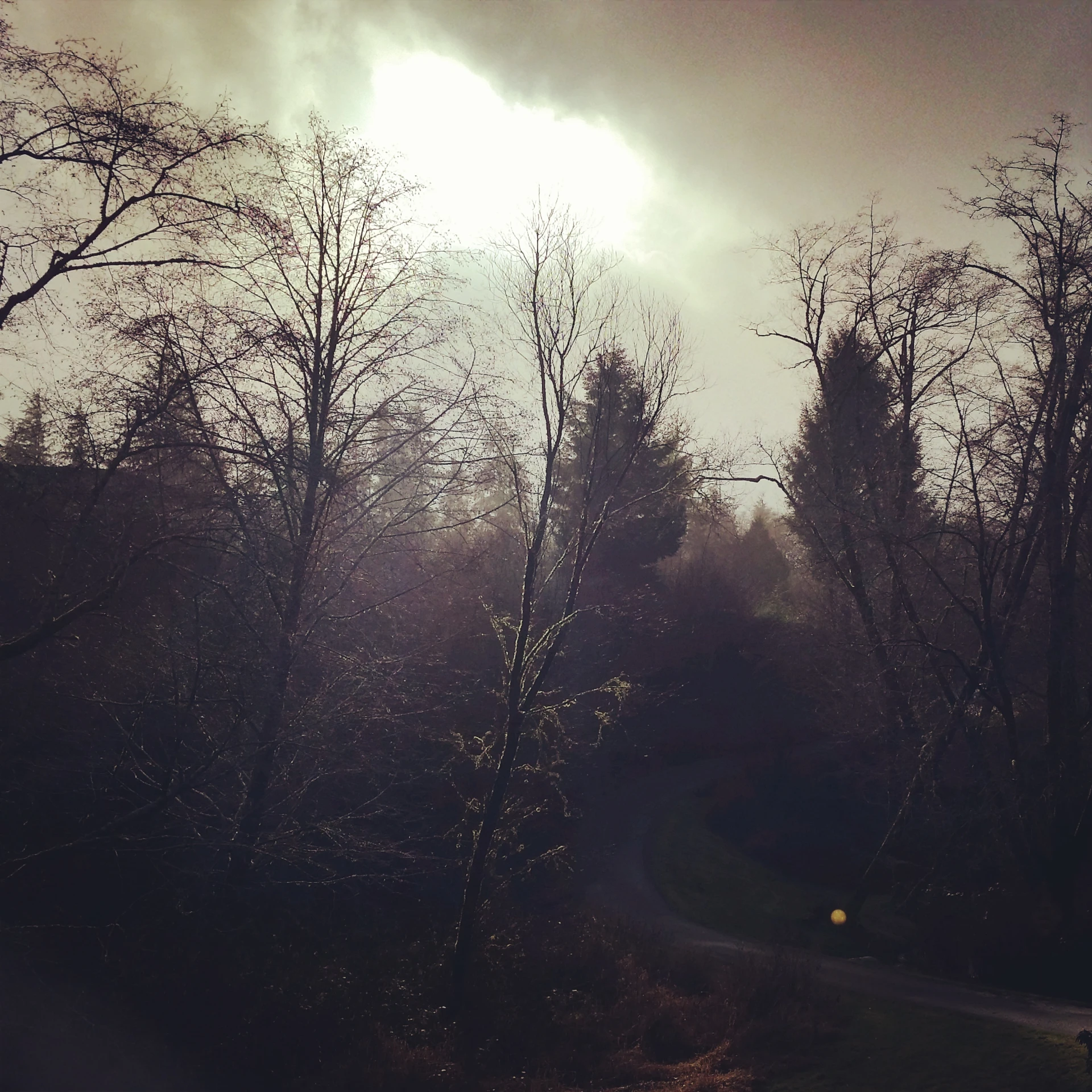 a path winds through trees on a dark and gloomy day