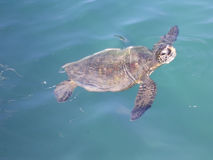 turtle swimming alone in the ocean on calm day