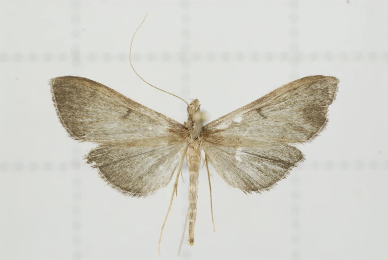 a very large moth sitting on the window