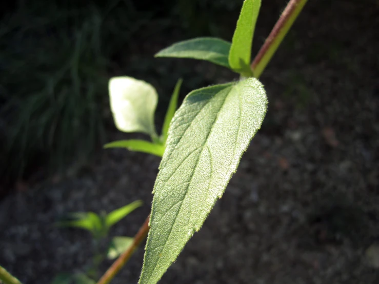 a plant that has leaves and dirt on it