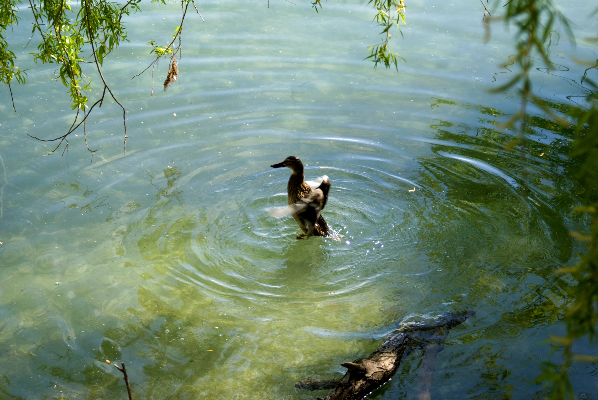 a duck swims near several dead tree nches in the water