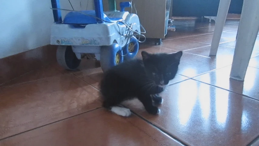 two kittens playing on the floor in a small room