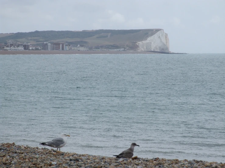 two seagulls are looking for food on the shore