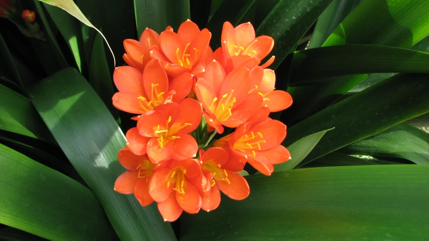 an orange flower sitting on top of green leaves