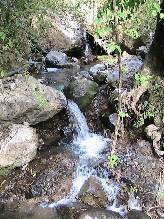 a stream running through a forest with lots of rocks