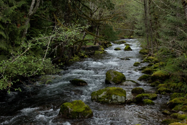 a stream with lots of green moss covered rocks