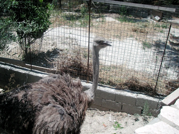 an ostrich laying down next to a fenced area