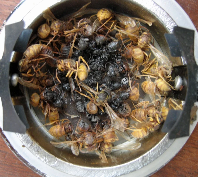 dead insects inside a silver plate on a wood table