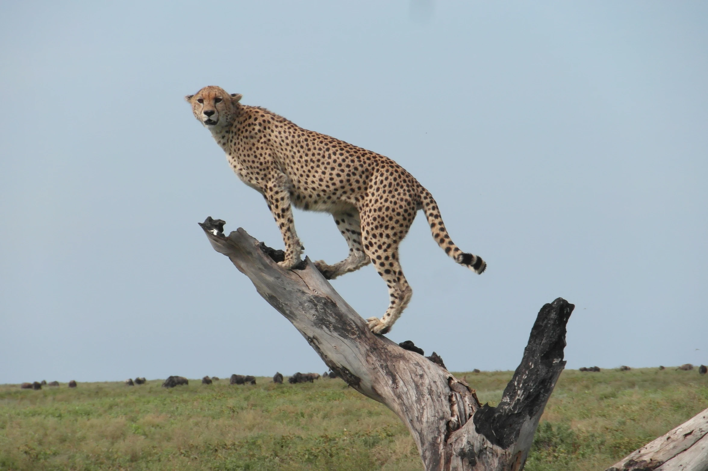 a cheetah walking across a tree nch in the middle of the wild