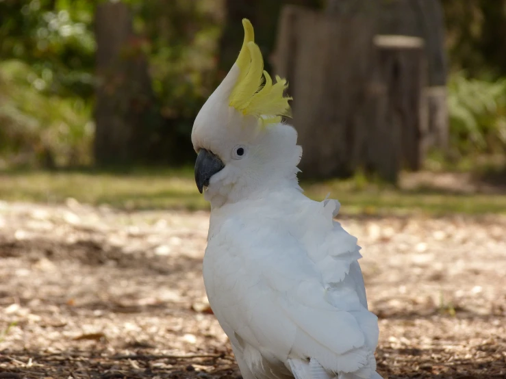 a white bird with a yellow crest sits in the shade