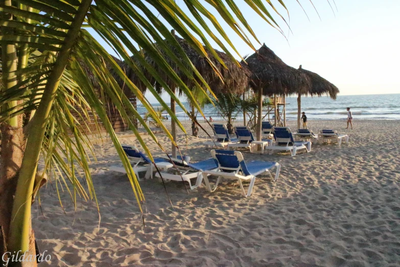 a row of lawn chairs next to palm trees on a beach