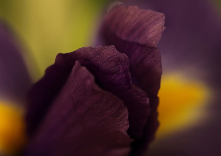 purple flower in close up with the middle petted