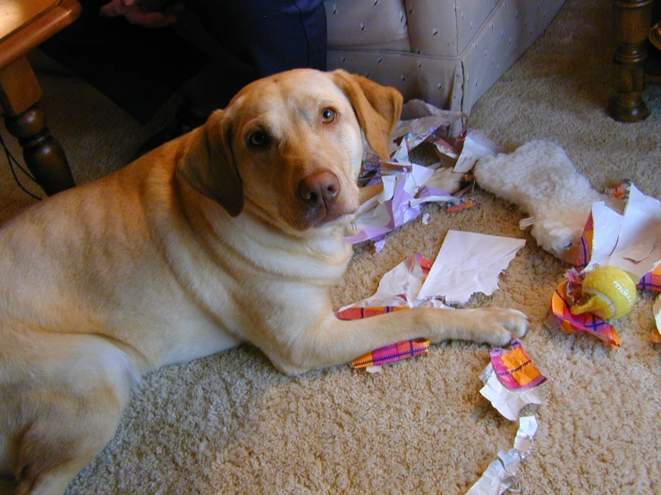 the brown dog is laying next to paper on the floor