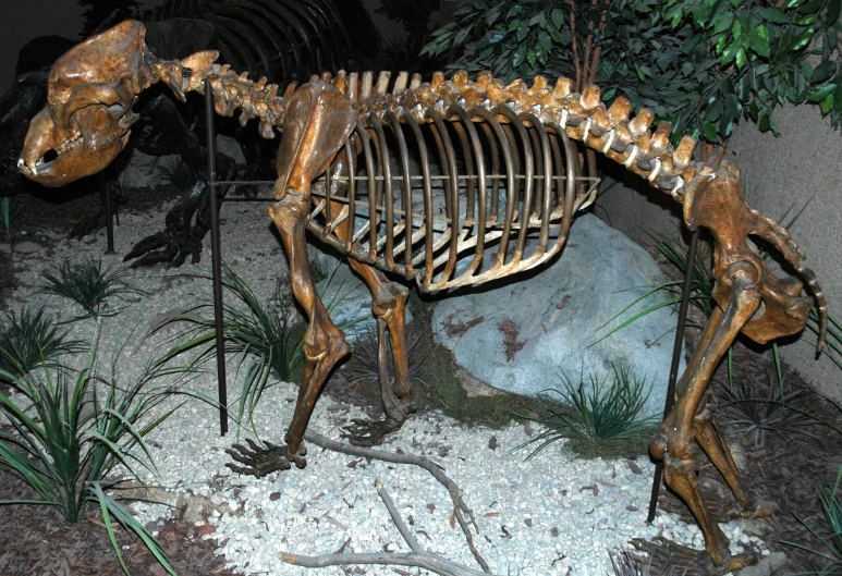 a dinosaur skeleton standing in a display at a museum