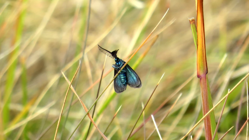 a small blue bird that is sitting on some tall grass