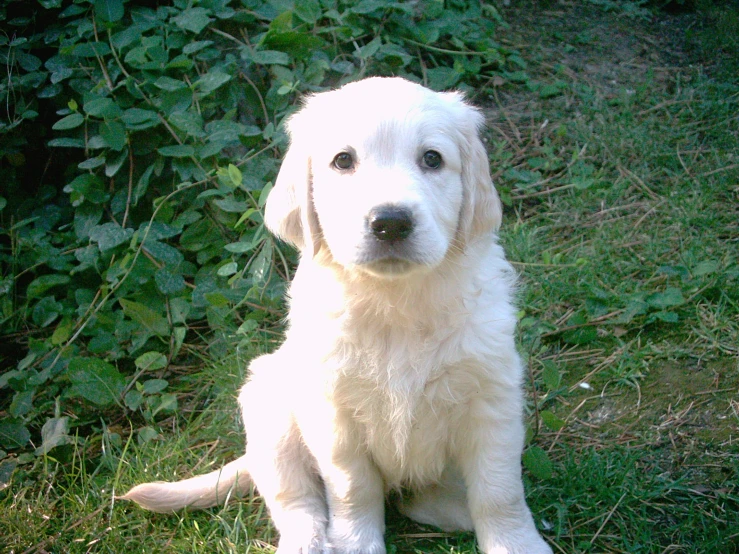 a cute white dog sitting in front of some bushes