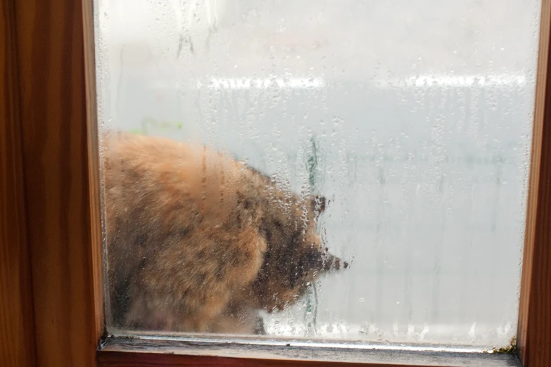 a dog in a window looking outside at rain