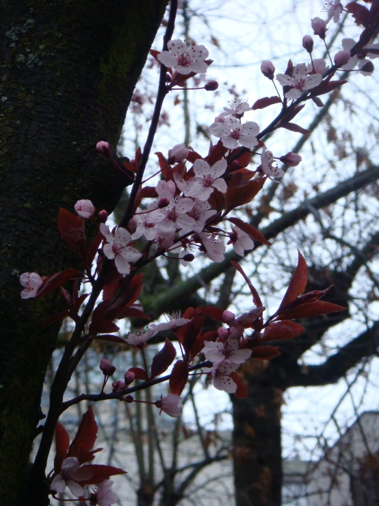 closeup of a nch with small white and red flowers