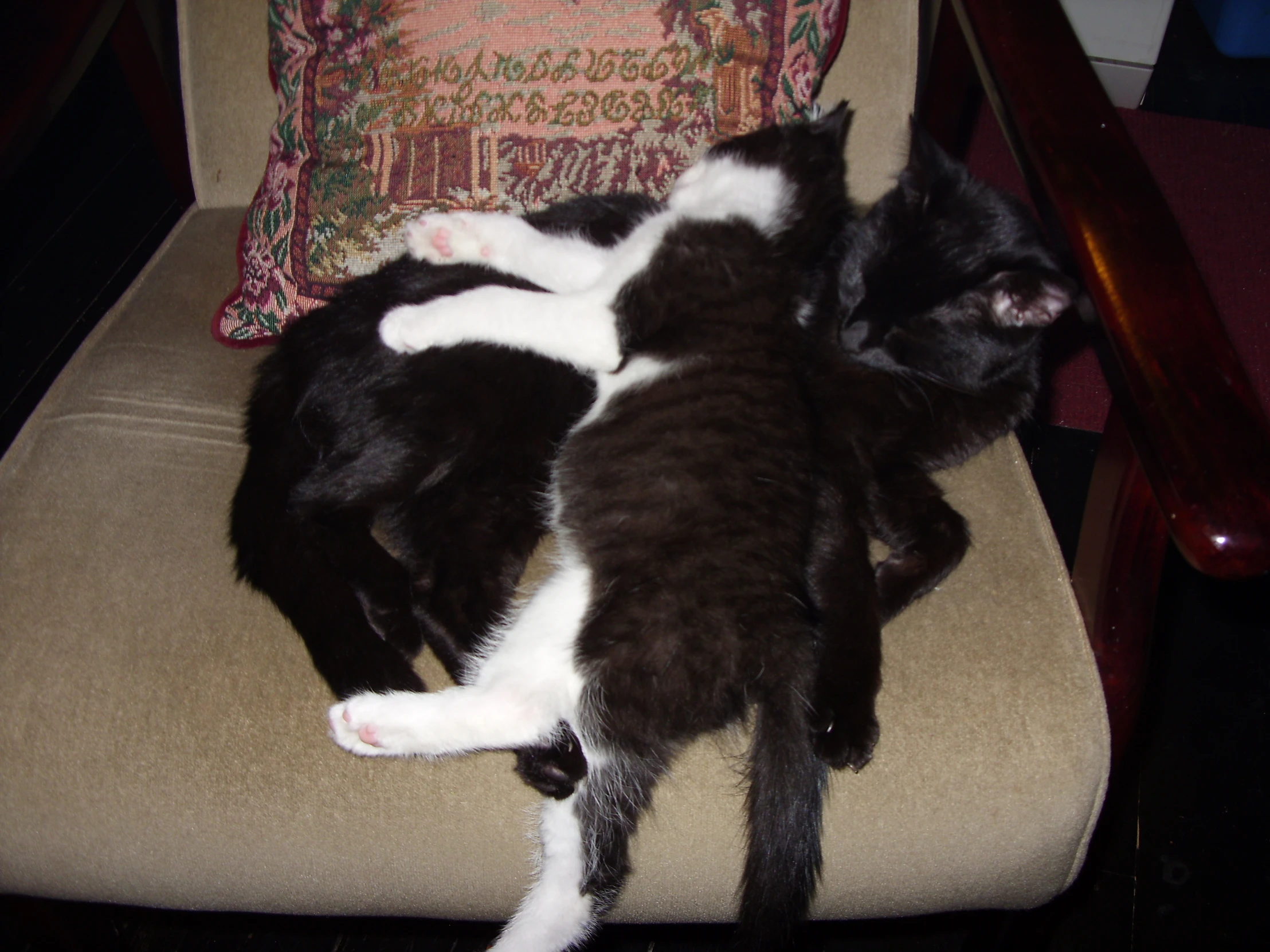 two cats laying on a chair next to each other