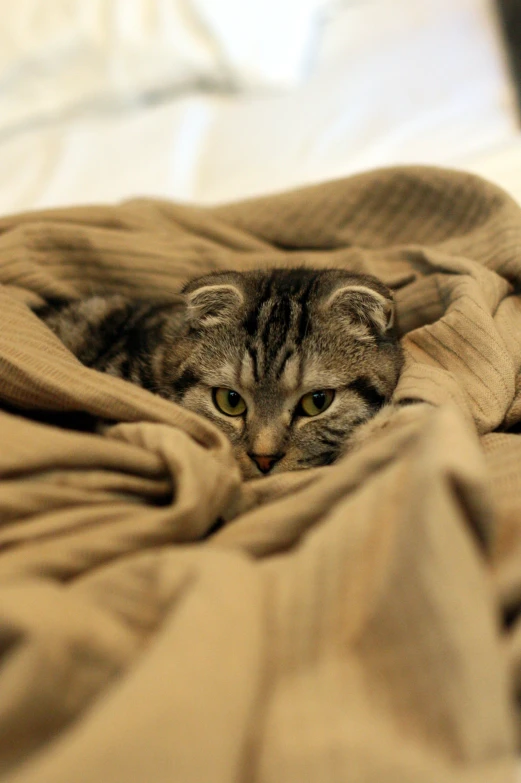 a close up of a cat laying in bed under a blanket