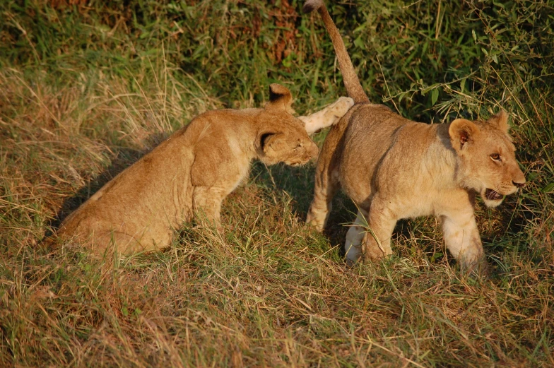 two cubs of a lion and one cub with its paws together